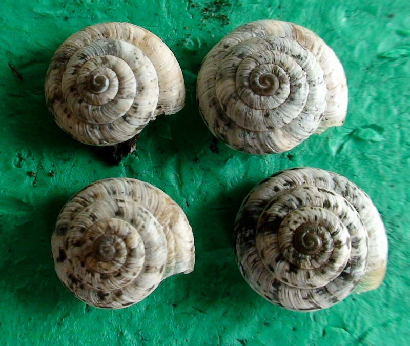 Strano Hygromiide del Gran Sasso sarà C.fiorii?